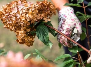 Gardener’s gloved hands holding pruning shears trim a hydrangea shrub with a brown, conical flower cluster in a fall garden.
