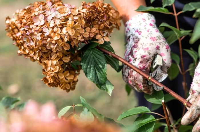 Gardener’s gloved hands holding pruning shears trim a hydrangea shrub with a brown, conical flower cluster in a fall garden.