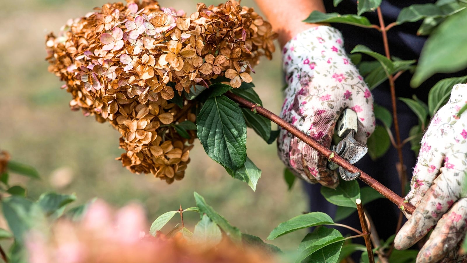 Gardener’s gloved hands holding pruning shears trim a hydrangea shrub with a brown, conical flower cluster in a fall garden.