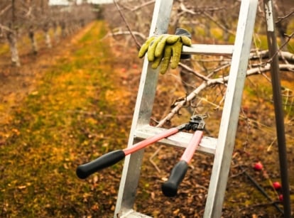 Fall pruning tools. Long-handled garden loppers rest on a metal ladder with a pair of gardening gloves hanging from it, set among apple trees in an autumn garden.