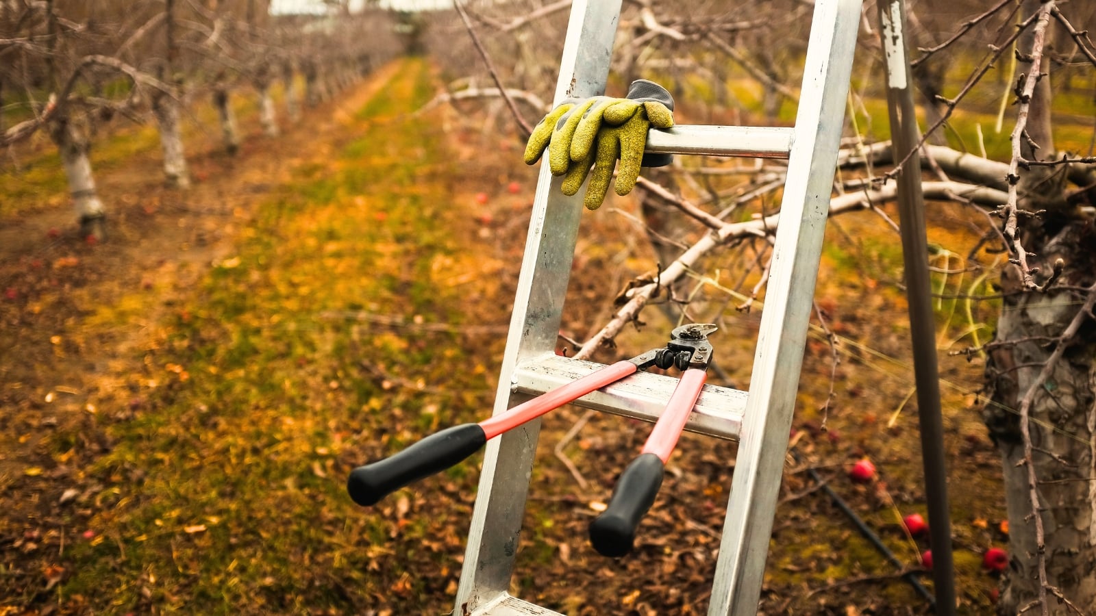 9 Tools You Need for Safe and Effective Fall Pruning