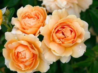 Clusters of large, soft peach-pink fall-blooming roses with layered petals in full bloom, surrounded by glossy dark green leaves, are perfect for fall bouquets.