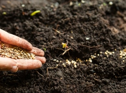 Gardener’s hand sowing small, round seeds into loose, dark brown soil in a fall garden.