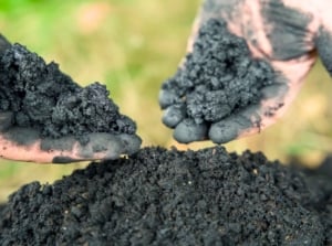 Close-up of male hands sprinkling dark, granular biochar over rich fall soil to improve its quality.
