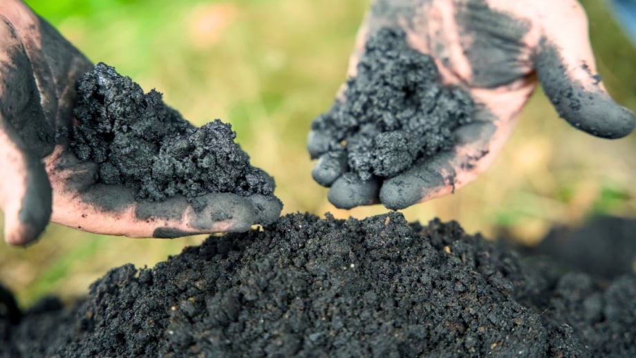 Close-up of male hands sprinkling dark, granular biochar over rich fall soil to improve its quality.