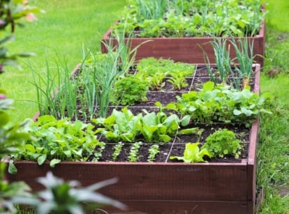 Fall vegetables, including green onions, radishes, spinach, lettuce, beets and carrots growing in small spaces on a raised wooden bed in the garden.