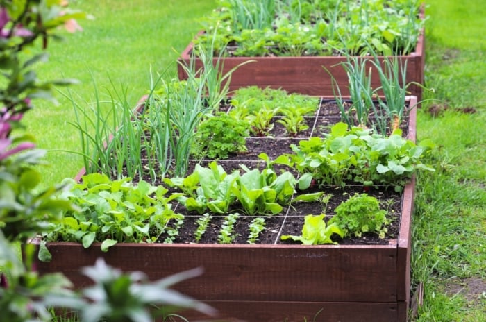 Fall vegetables, including green onions, radishes, spinach, lettuce, beets and carrots growing in small spaces on a raised wooden bed in the garden.