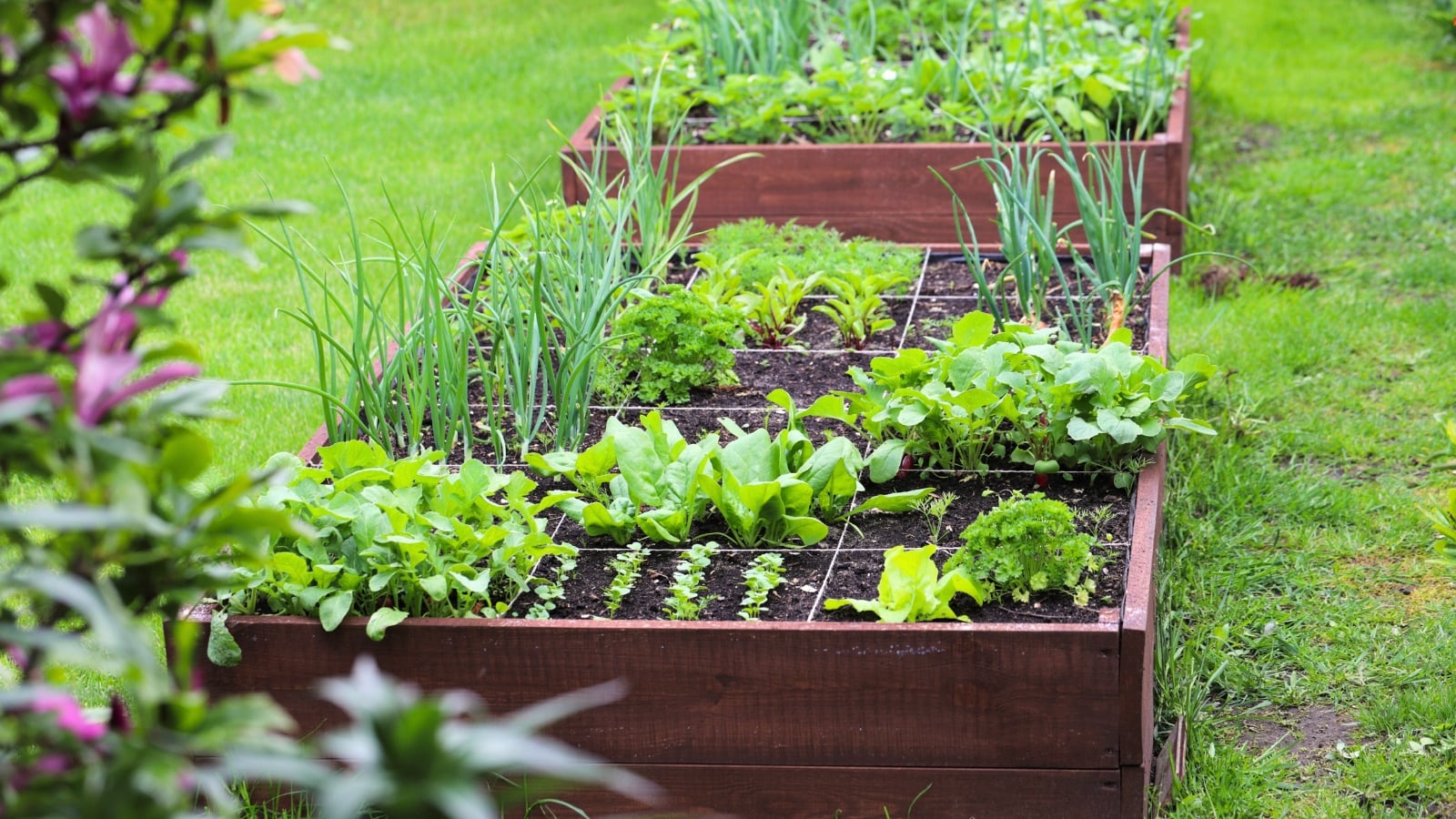 Fall vegetables, including green onions, radishes, spinach, lettuce, beets and carrots growing in small spaces on a raised wooden bed in the garden.