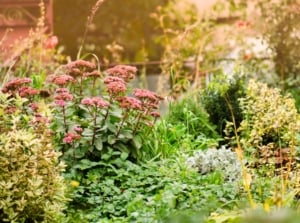 A fall water-smart landscape featuring drought-tolerant plants with varying textures and colors arranged among rocks and mulch.