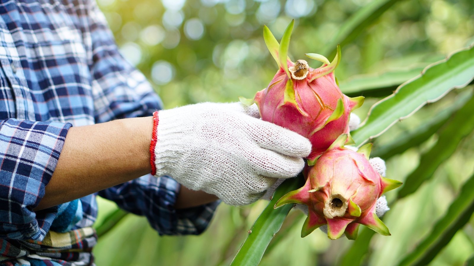 A gardener wearing white gloves inspects the ripeness of dragon fruits with vivid pink skin and green-tipped scales hanging from a thick, trailing stem in the garden.