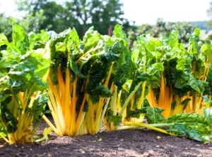 Swiss chard, a fast-growing vegetable with bright yellow succulent stems and broad, dark green, wrinkled leaves, grows in a row in a sunny garden.