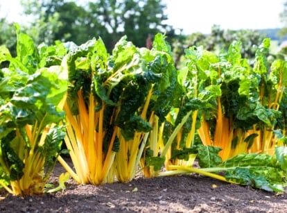 Swiss chard, a fast-growing vegetable with bright yellow succulent stems and broad, dark green, wrinkled leaves, grows in a row in a sunny garden.