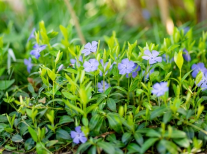 Trailing stems of one of the fastest-spreading perennials weave through dense, glossy green leaves, dotted with vibrant purple-blue, five-petaled flowers.