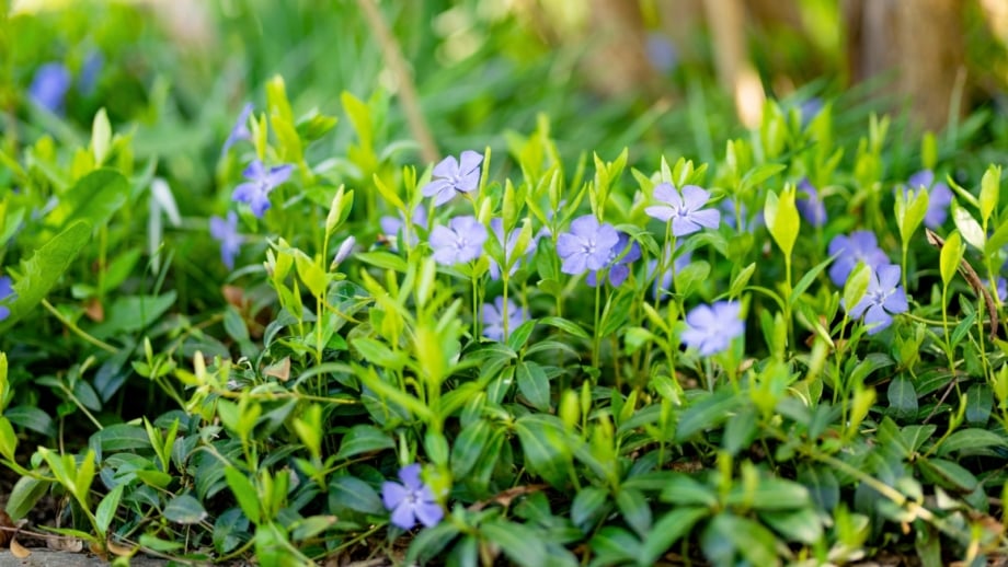 Trailing stems of one of the fastest-spreading perennials weave through dense, glossy green leaves, dotted with vibrant purple-blue, five-petaled flowers.