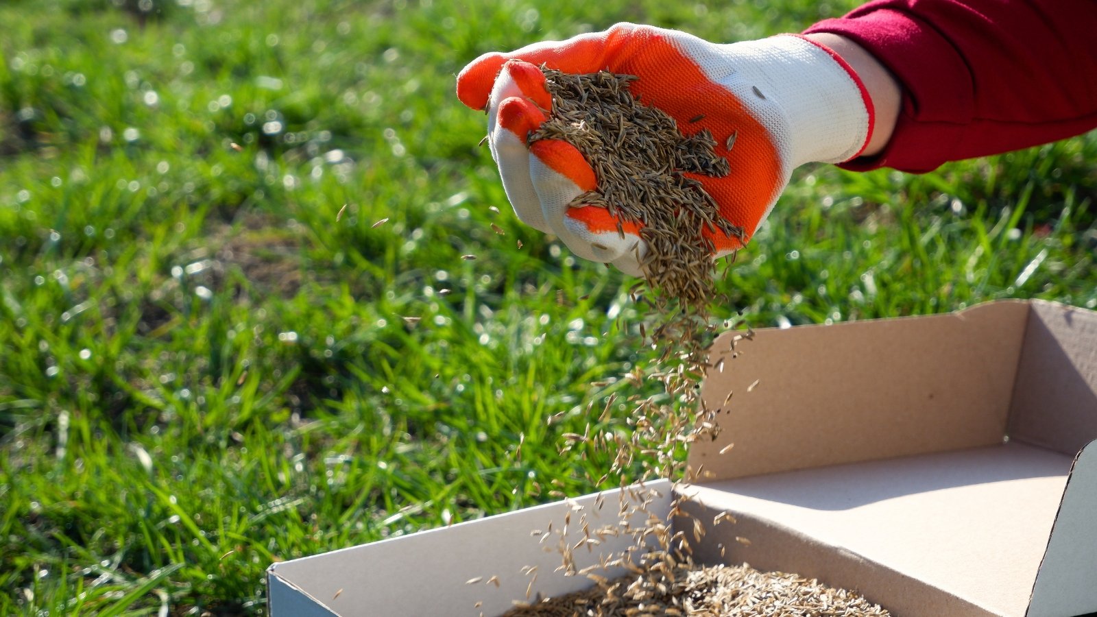 A woman’s gloved hand sprinkles grass seeds into a cardboard box resting on a lush green lawn.