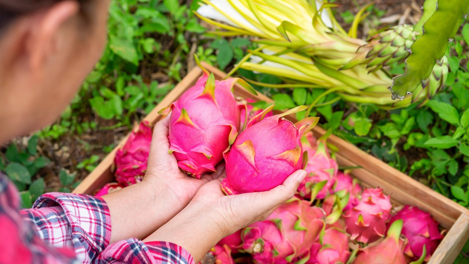 Female farmer’s hands hold two freshly harvested dragon fruits with bright pink skin and green-tipped scales above a wooden box brimming with more vibrant fruits.