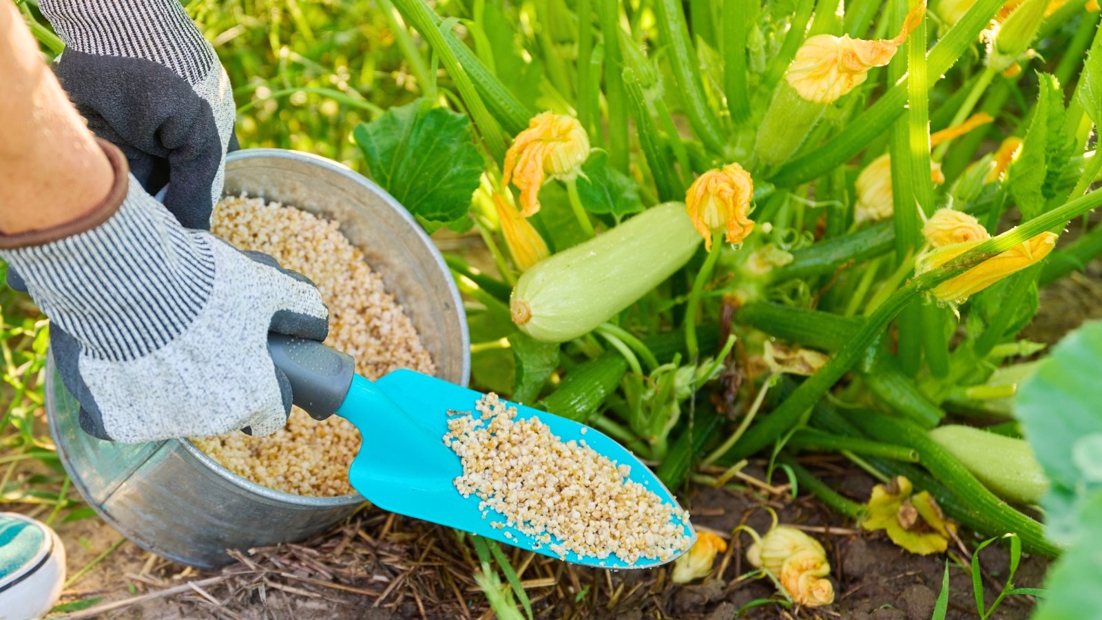 A gardener in grey gloves with a metal bucket and a blue shovel applies granulated fertilizer to a flowering and fruiting zucchini plant in a sunny garden.