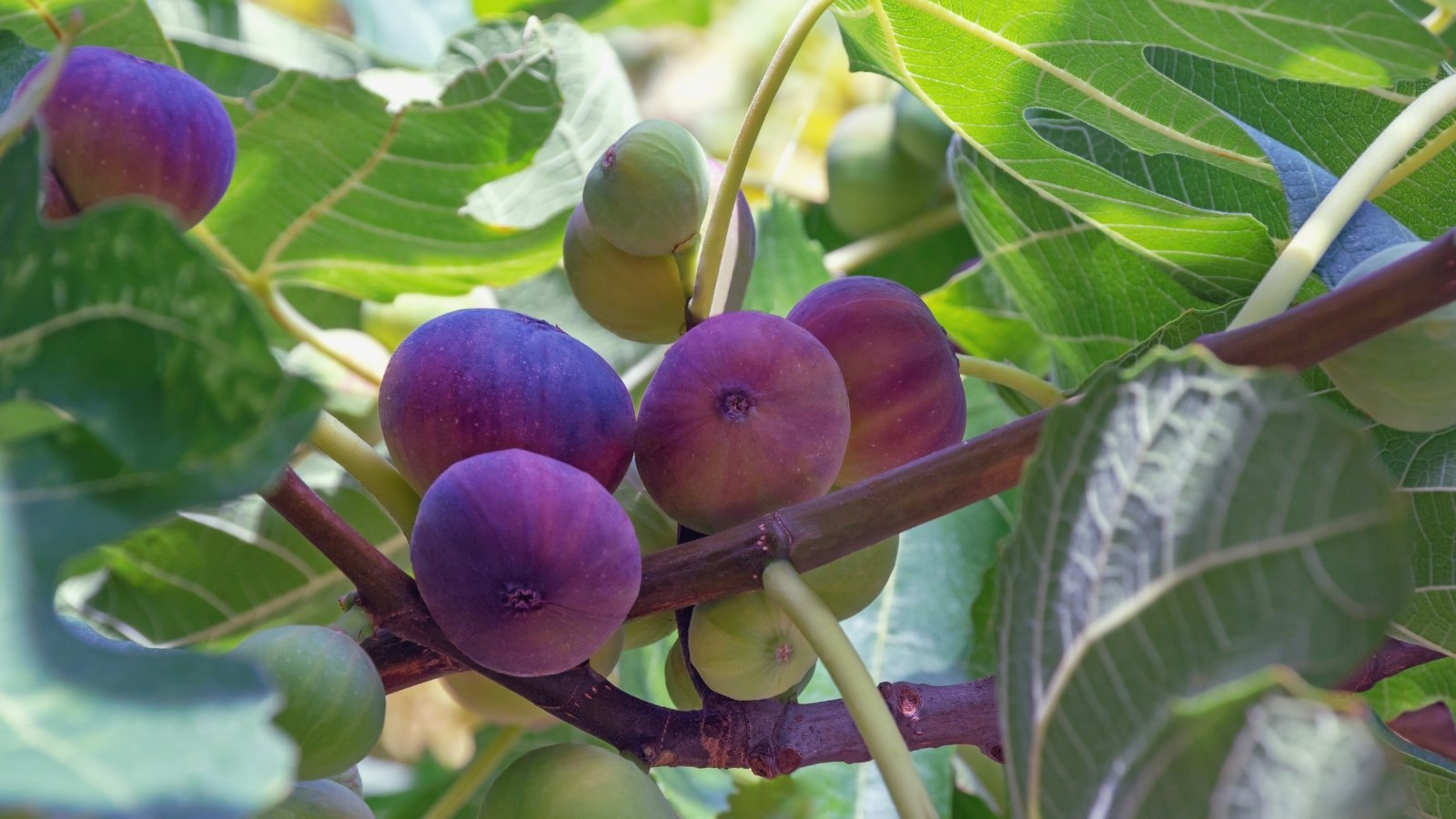 Broad branches carry large, deeply lobed leaves with rough, bright to dark green surfaces and irregular edges, while plump, pear-shaped fruits in shades of green to deep purple hang among the foliage.