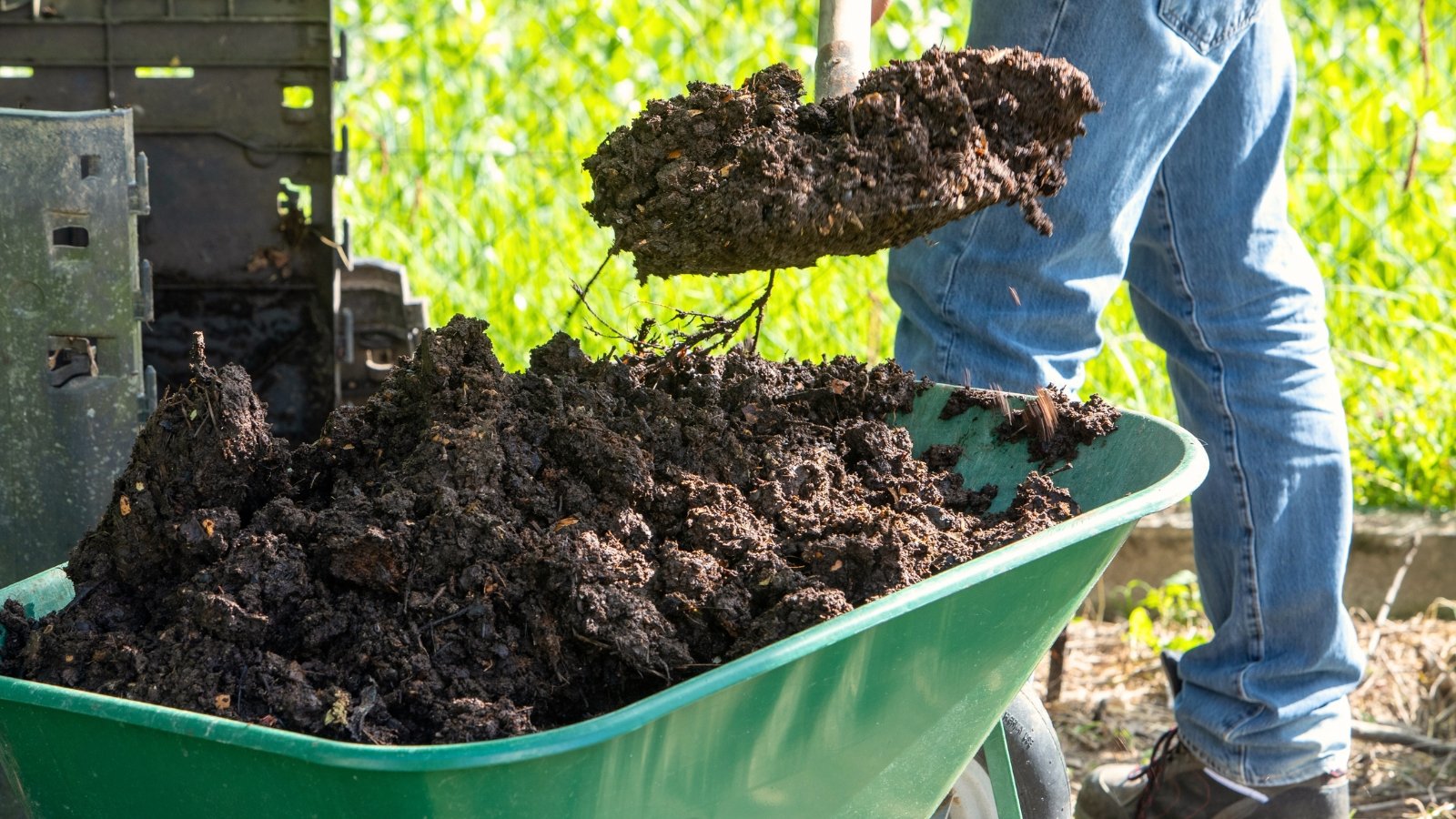 A gardener fills a green wheelbarrow with fresh compost using a shovel.