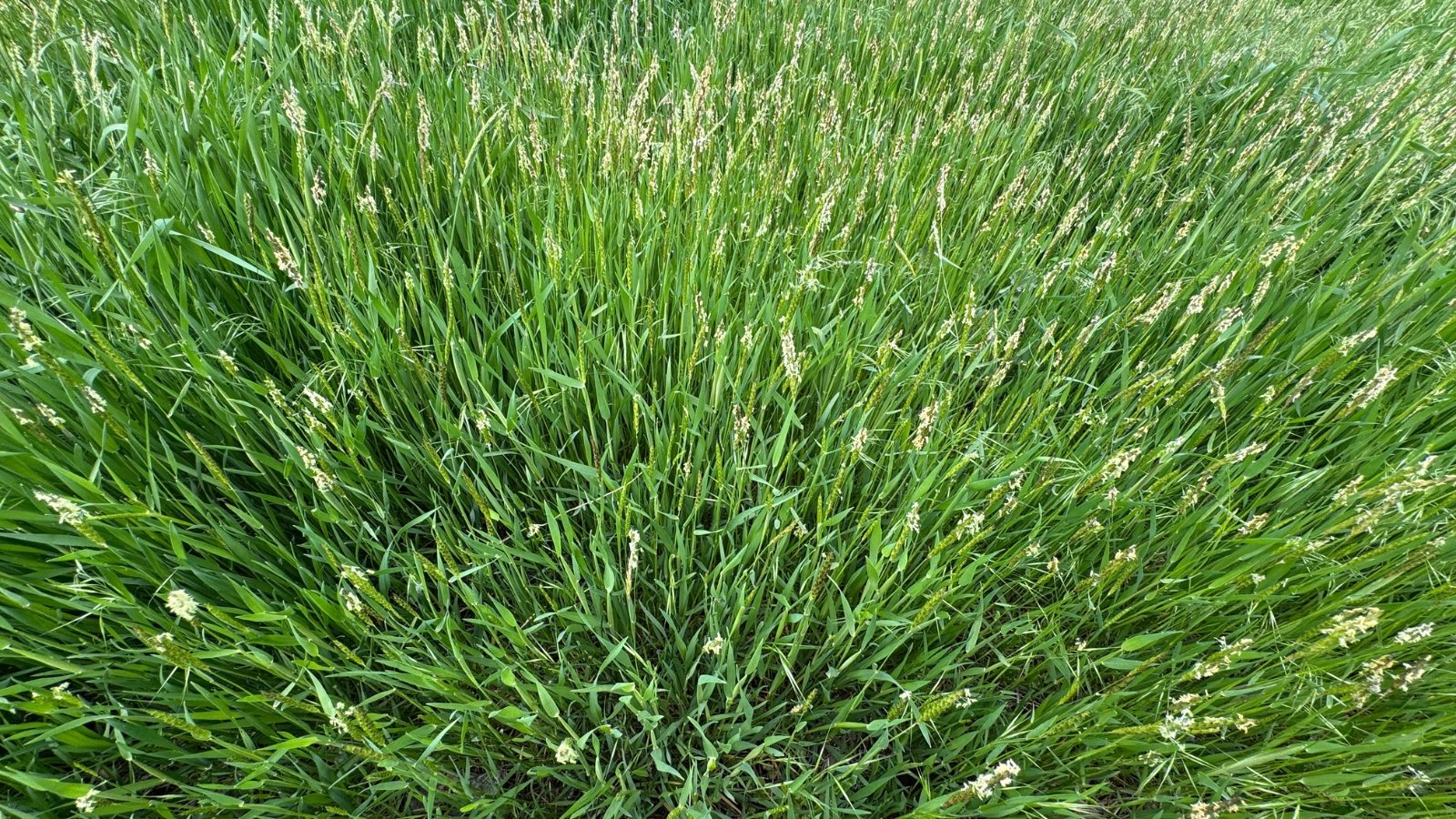 A dense lawn of fine fescue with slender, soft green leaves and delicate, airy foxtail-like flowering spikes rising above the turf.