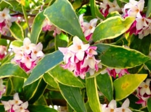 Delicate pink and white star-shaped blossoms surrounded by variegated green and yellow leaves in a four-season garden.