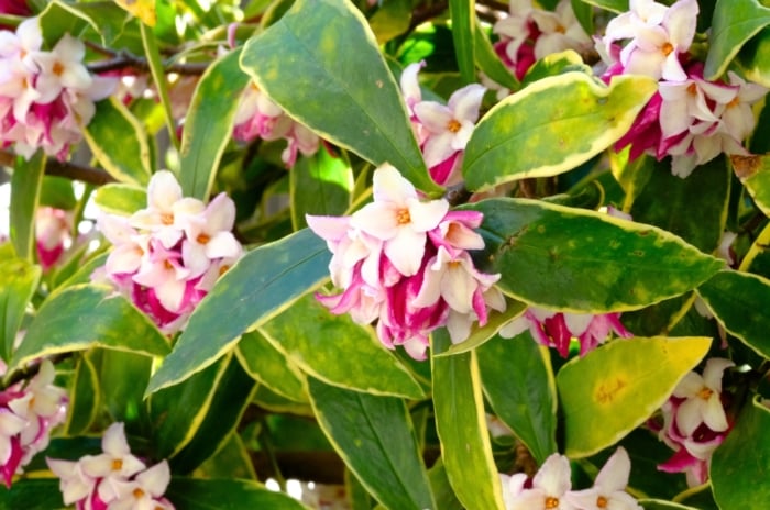 Delicate pink and white star-shaped blossoms surrounded by variegated green and yellow leaves in a four-season garden.
