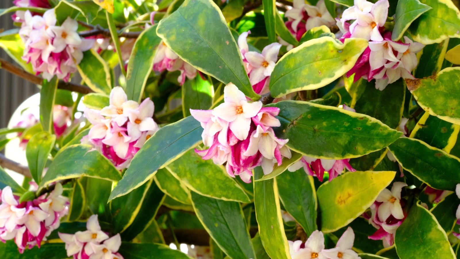 Delicate pink and white star-shaped blossoms surrounded by variegated green and yellow leaves in a four-season garden.