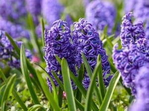 A dense field of upright, cone-shaped clusters of bright purple, fragrant perennials with star-shaped florets rises above long, narrow green leaves.
