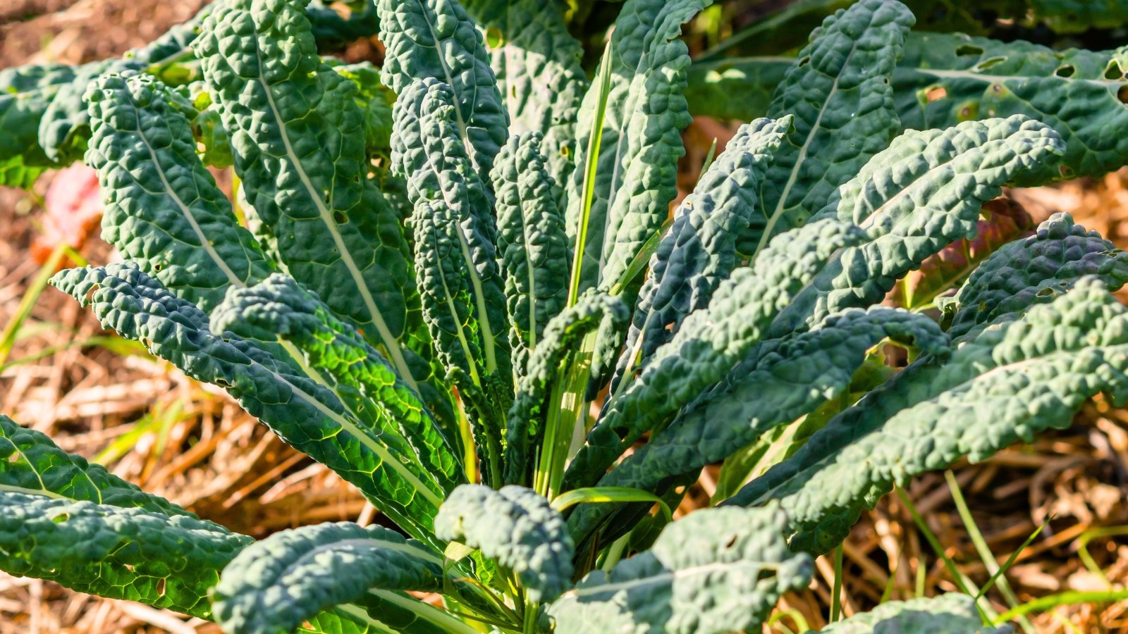 Frost-tolerant vegetables with tall, deeply wrinkled dark green leaves grow in a straw-mulched garden, thriving in October conditions.