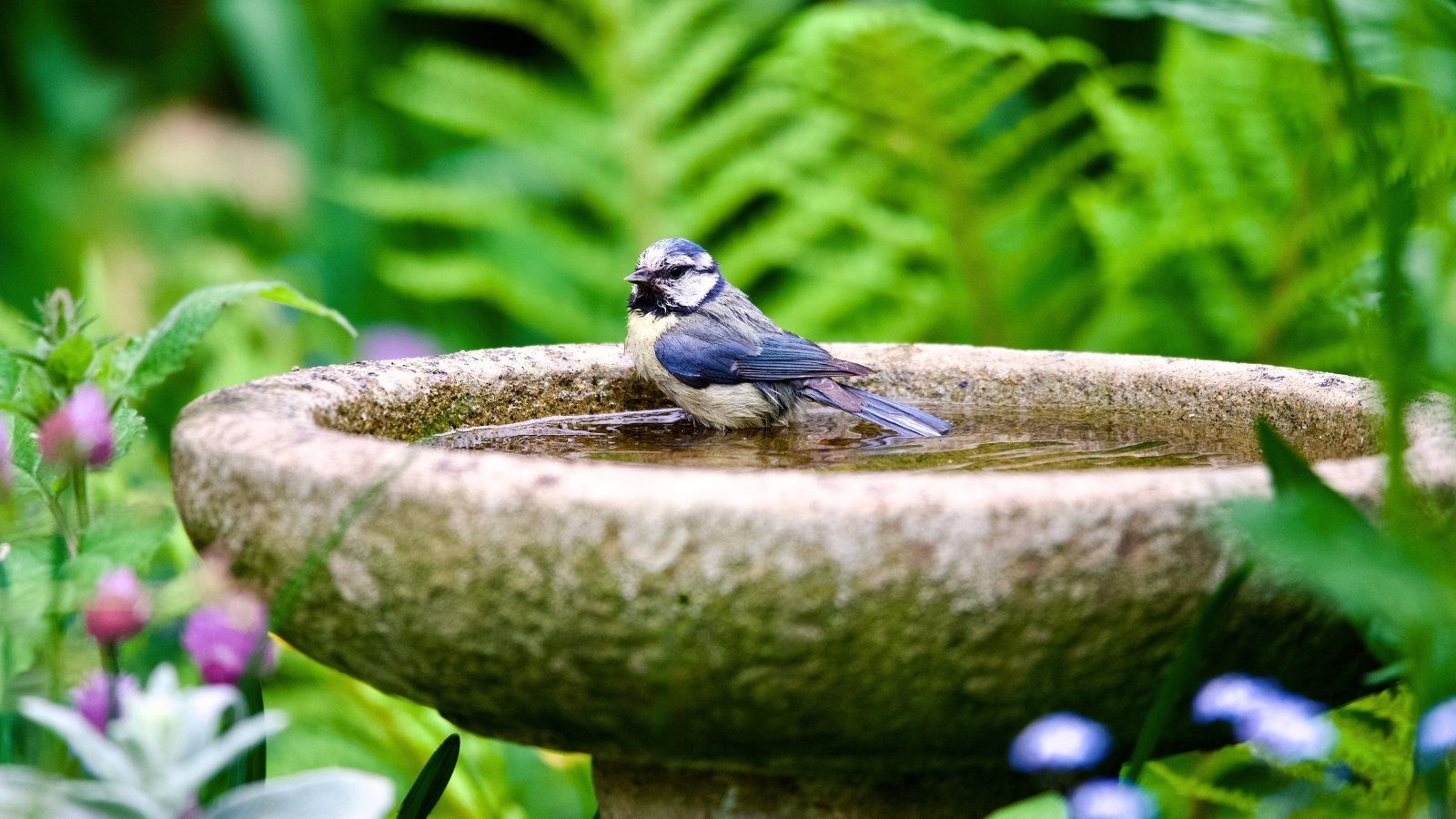 Bluetit garden bird with blue wings, yellow chest, and white cheeks bathing in a stone bird bath surrounded by lush green foliage.