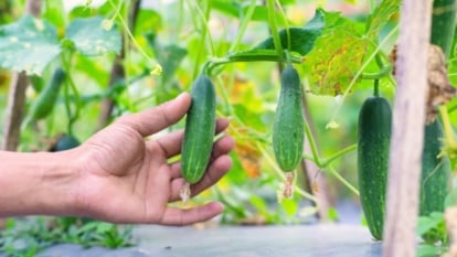 A gardener’s hand reaches toward a cucumber hanging from its stem among broad green leaves speckled with brown spots caused by sudden weather changes.