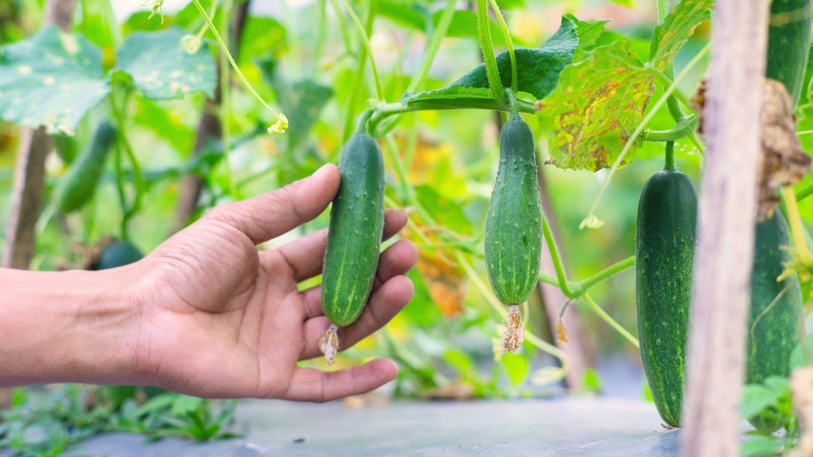 A gardener’s hand reaches toward a cucumber hanging from its stem among broad green leaves speckled with brown spots caused by sudden weather changes.