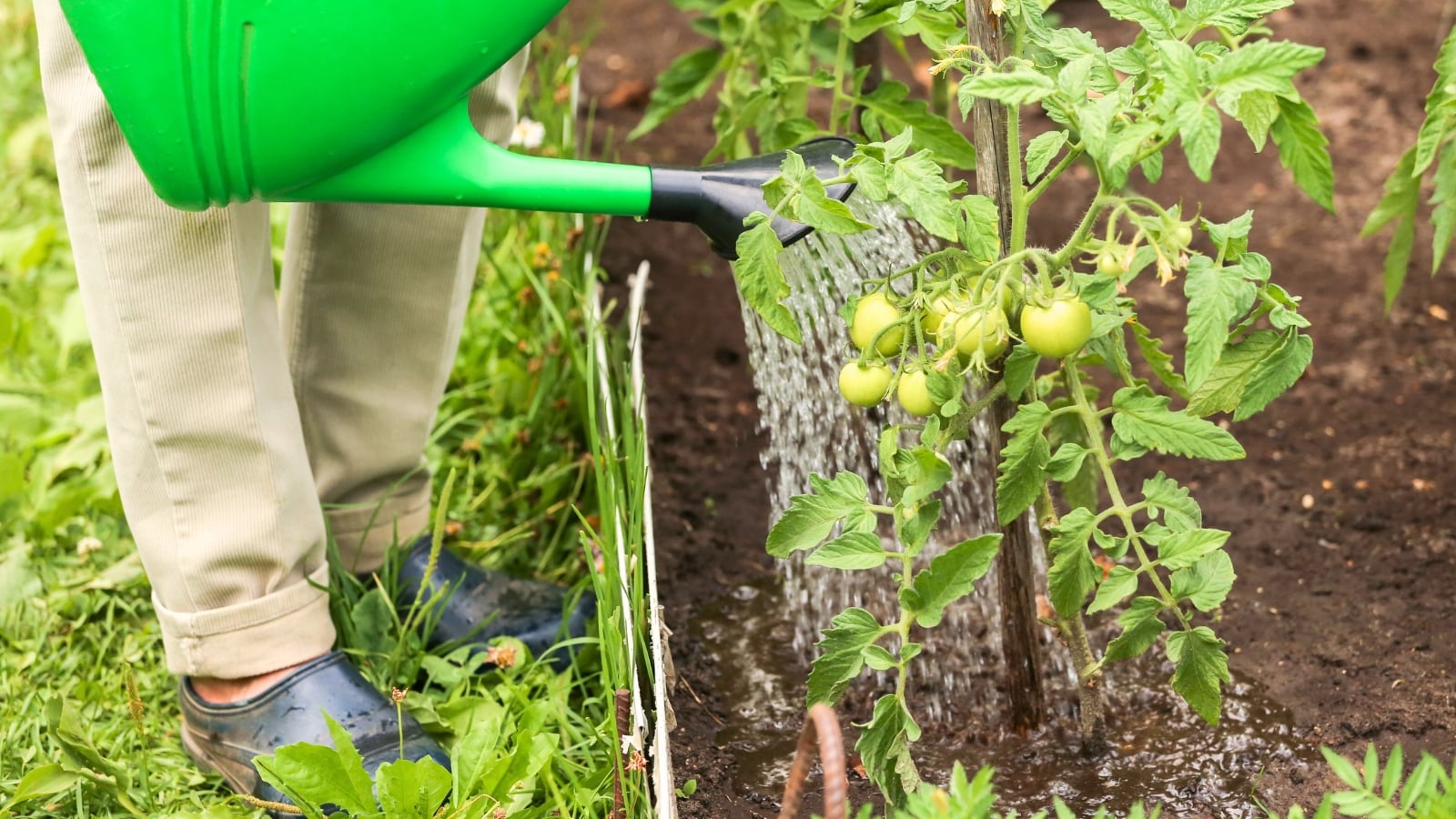 A gardener holds a large green watering can, pouring water onto a tomato bush bearing clusters of small, round, green fruits.