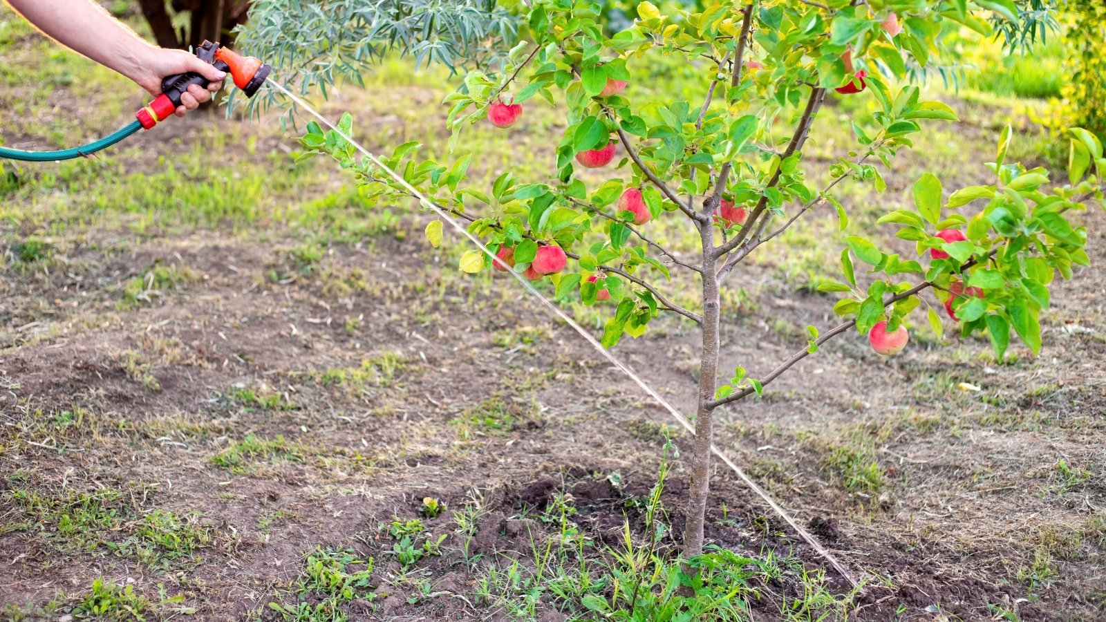 A gardener waters a young fruit tree with glossy green leaves and clusters of round red fruits using a hose in the sunny garden.