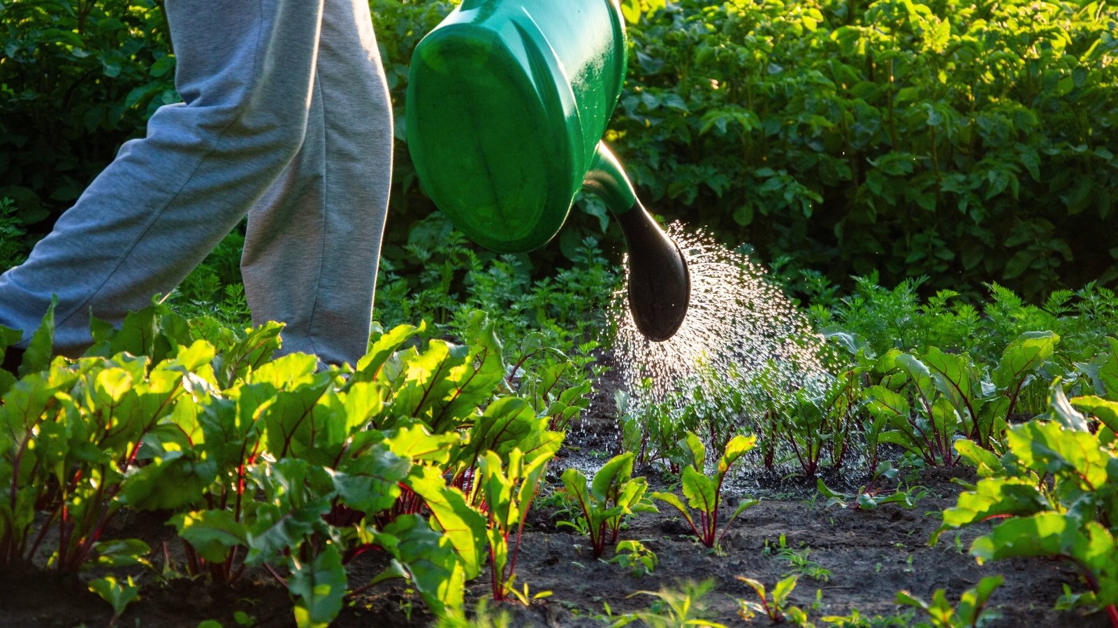 A gardener with a large green watering can waters a vegetable bed with young beet and carrot plants.