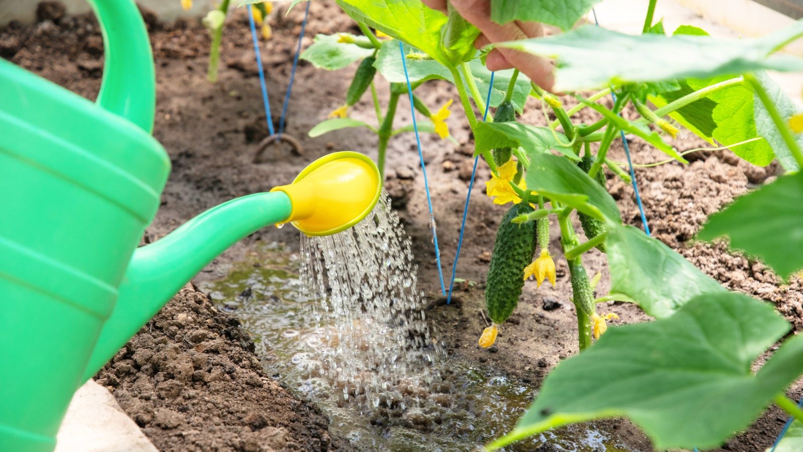 A gardener with a large green watering can waters a young plant with broad green foliage and small ripening fruits still bearing yellow flowers at their tips.