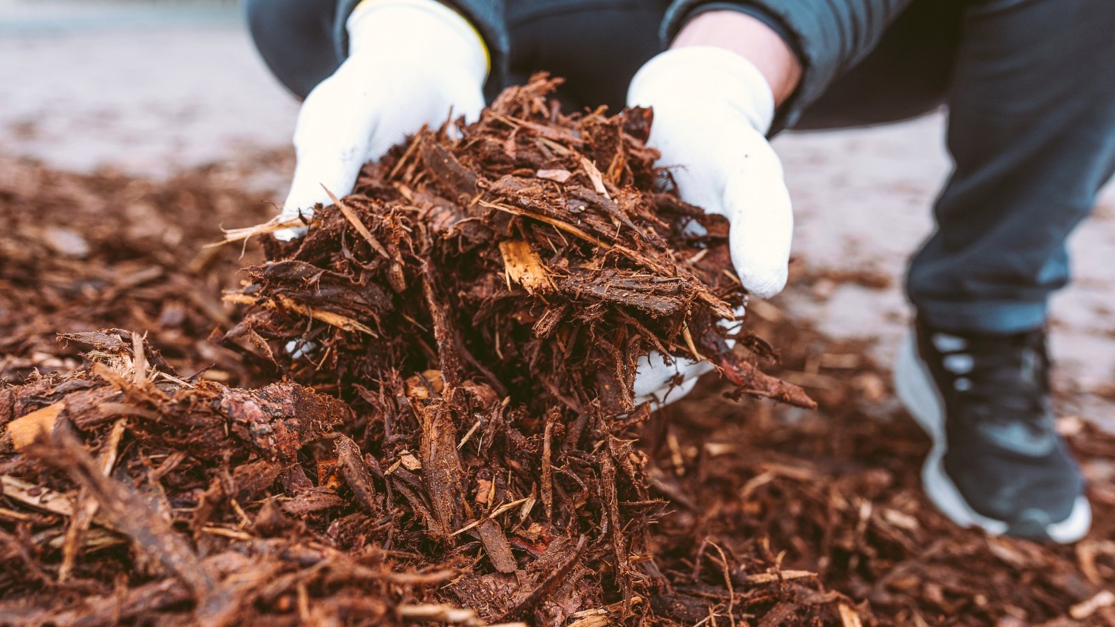 Gloved gardener hands holding rich, dark brown tree bark mulch above a garden bed, ready to spread.
