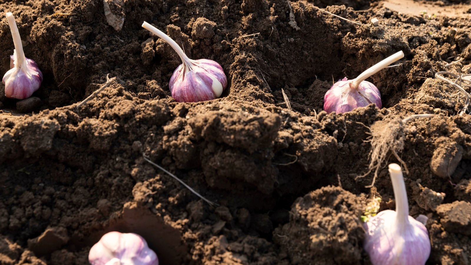 Close-up of garlic heads planted in grey-brown soil in a sunny garden.
