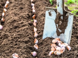 Garlic planting timeline. Close-up of a large garden spade inserted into loose brown soil, surrounded by freshly planted garlic cloves arranged in neat rows.