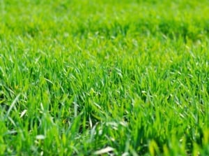 A neatly mowed, dense lawn with uniform green blades and a smooth, even surface displays grass seeds suitable for almost any region.