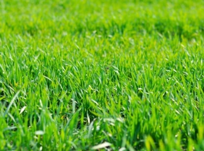 A neatly mowed, dense lawn with uniform green blades and a smooth, even surface displays grass seeds suitable for almost any region.
