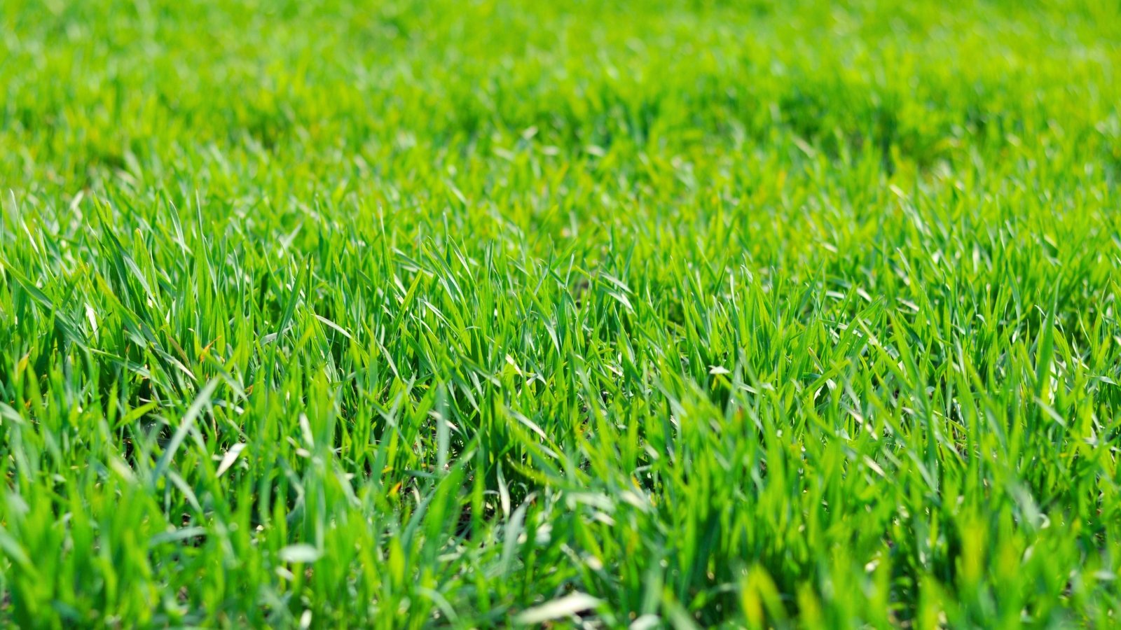 A neatly mowed, dense lawn with uniform green blades and a smooth, even surface displays grass seeds suitable for almost any region.