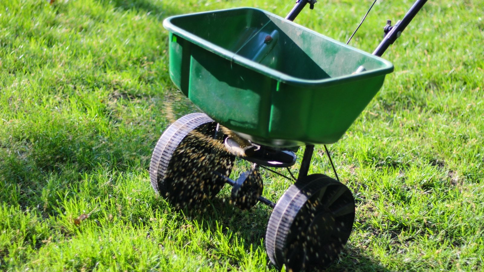 A green broadcast seed spreader sows grass seeds on a green lawn in a sunlit garden.