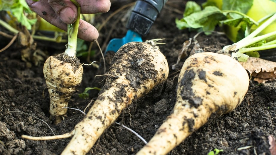 A gardener pulls a cream-colored parsnip, grown from seed, with a tapered root from loose black soil by its green top, while two freshly harvested parsnips lie nearby.