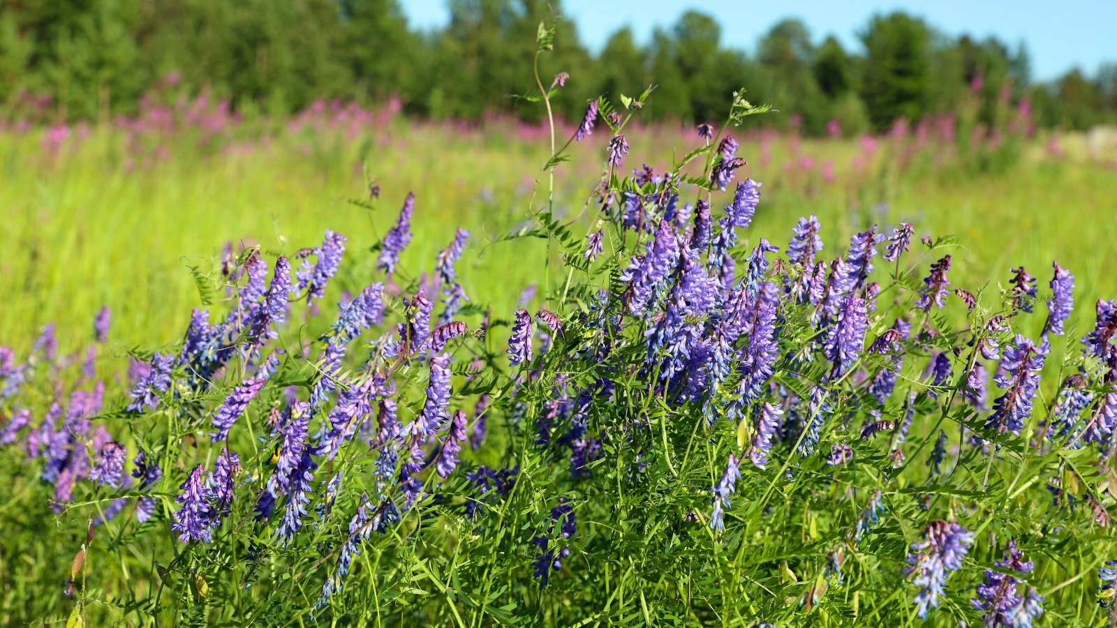 Dense clusters of hairy vetch display delicate, pea-like purple flowers among trailing green stems and compound leaves, creating a textured ground cover.