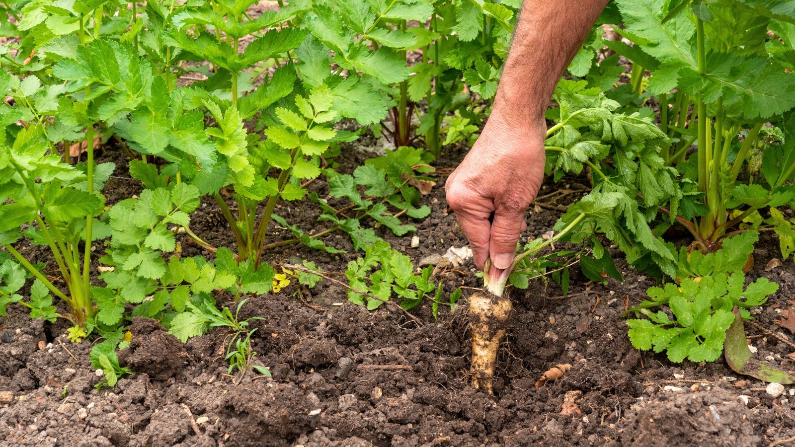 A hand pulls a ripe parsnip with a long cream-colored tapered root from the soil, surrounded by lush green leafy tops.