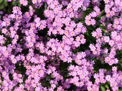A dense scattering of tiny, five-petaled pink flowers with faint yellow centers over a bed of green leaves, representing hardy annual flowers to plant in September.