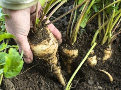 A gardener's hands pull a long, cream-colored, tapered parsnip root from the soil by its green leafy top during harvest.