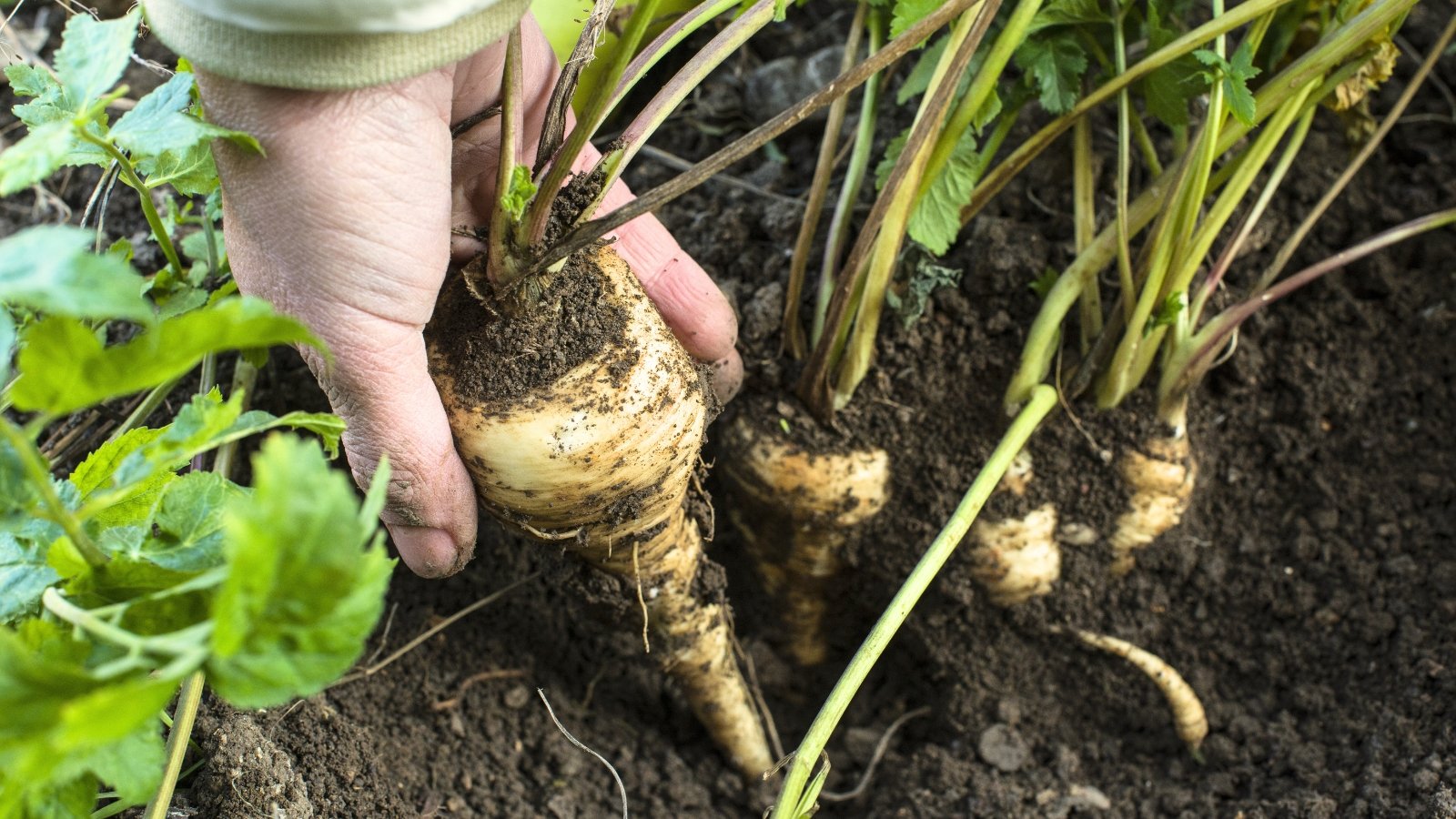 A gardener's hands pull a long, cream-colored, tapered parsnip root from the soil by its green leafy top during harvest.