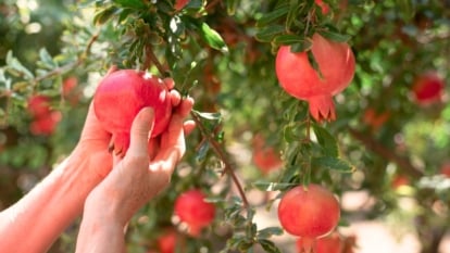 When and How to Harvest Pomegranates
